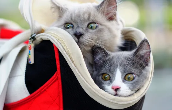 Kittens, bag, kids, a couple, faces