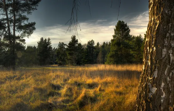 Forest, the sky, grass, trees, ate, birch, dry