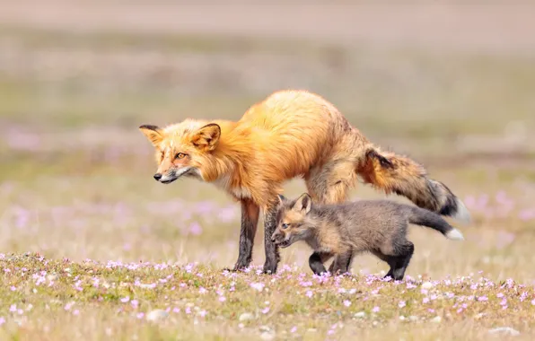 Picture field, flowers, glade, spring, baby, running, Fox, walk