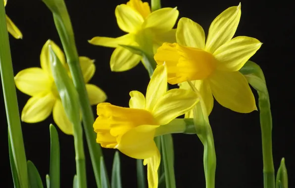 Macro, stems, petals, black background, yellow, daffodils