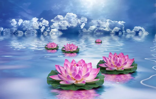 The sky, water, clouds, flowers, Lotus