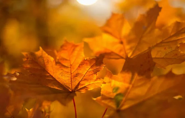 Autumn, blur, orange, maple, bokeh, autumn leaves