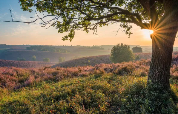 Dawn, morning, Netherlands, Holland, Veluwezoom National Park, Posbank