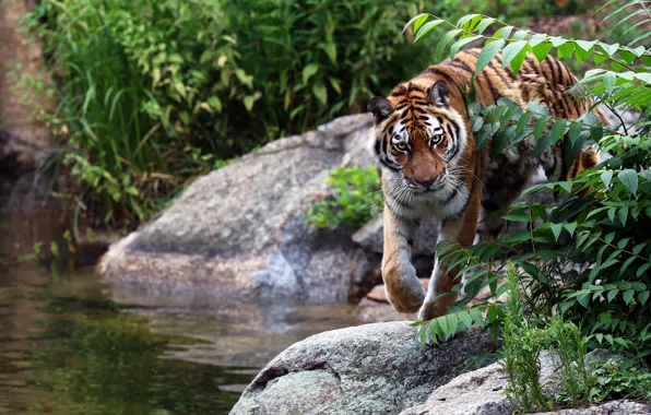 Picture look, face, leaves, water, branches, tiger, pose, stones