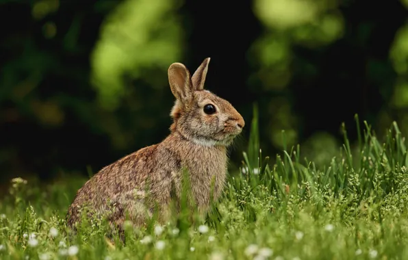 Greens, summer, grass, look, nature, the dark background, grey, hare