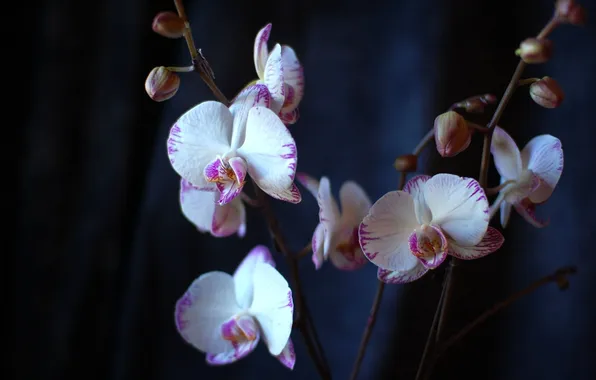 Picture flowers, background, petals, orchids
