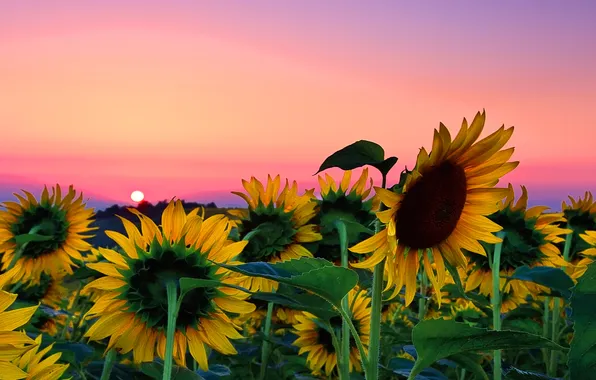 The sky, leaves, the sun, sunflowers, sunset, flowers, stem, glow
