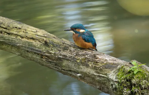 Water, bird, color, branch, Kingfisher
