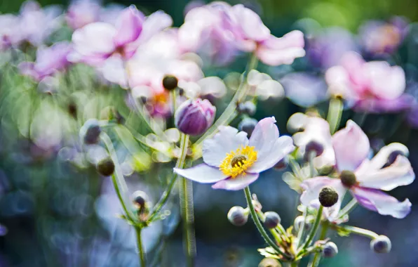 Picture macro, light, flowers, glare, focus, blur, anemones