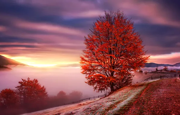 Autumn, mountains, fog, dawn, Ukraine, Carpathians