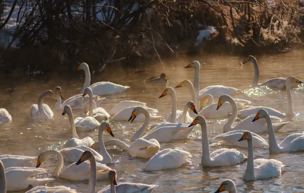 Winter, birds, lake, dawn, swans