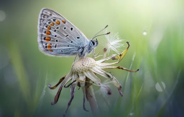 Summer, macro, dandelion, butterfly, Oduvanchik