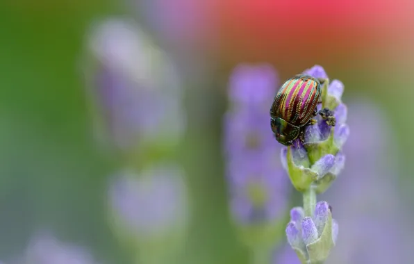 Flower, macro, lilac, beetle, insect, striped, lavender, bug