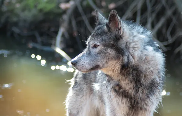 Nature, snow, predator, face, animal, wolf, wolves, wildlife