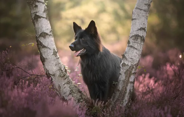 Picture trees, dog, birch, Heather, German shepherd