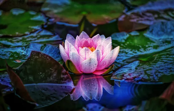 Water, pink, Nymphaeum