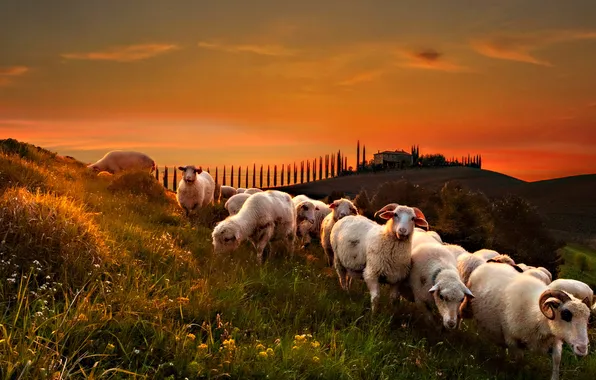 Field, summer, the sky, grass, sunset, dawn, hills, sheep