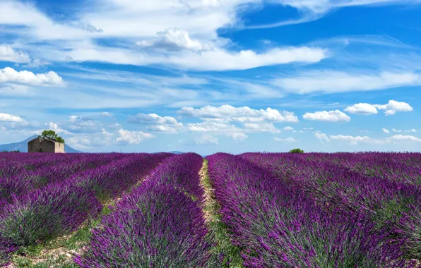 Picture field, the sky, clouds, flowers, horizon, house, lavender
