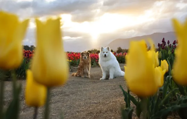 Field, dogs, the sky, look, clouds, light, flowers, mountains