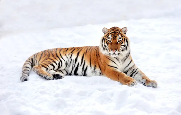 Picture winter, snow, nature, tiger, predator, lies, resting