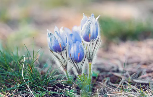 Grass, flowers, nature, glade, blur, spring, blue, light background