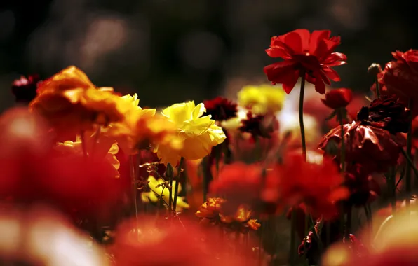 Light, flowers, the dark background, bright, colorful, a lot, buttercups, Ranunculus