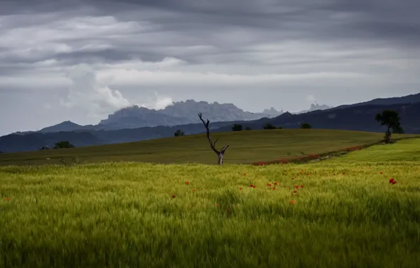 Field, tree, Maki, the evening