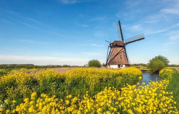 Flowers, blue, rape, windmill, rapeseed field
