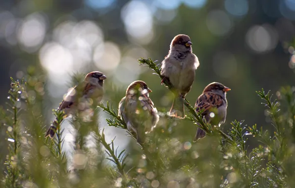 Birds, flock, sparrows