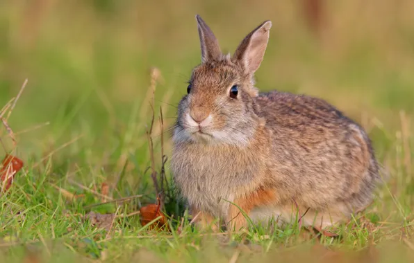 Picture greens, grass, look, glade, leaf, hare, rabbit, face