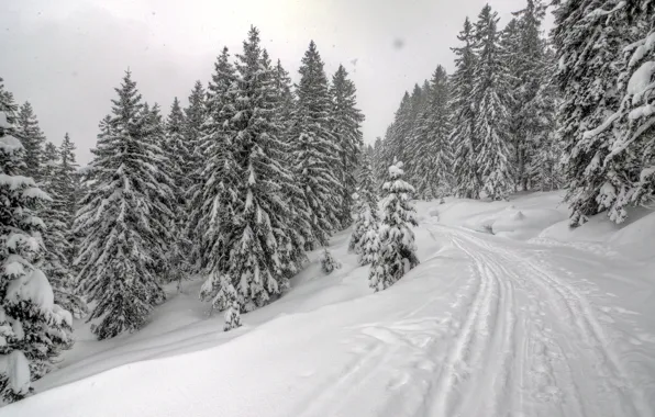 Road, forest, snow, Winter, ate, frost, forest, road