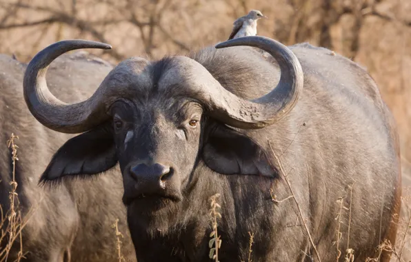 Look, friendship, male, Tanzania, or black (Cape) Buffalo (Syncerus caffer caffer), mutual benefits, African, Horny …