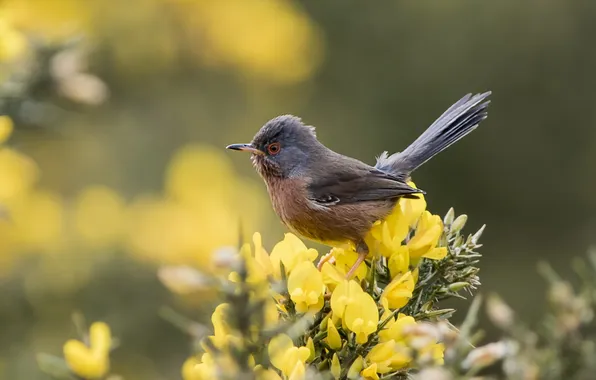 Nature, background, bird