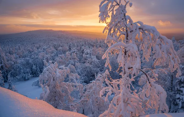 Winter, forest, snow, trees, sunset, Russia, Chelyabinsk oblast, Denis Zakalyapin