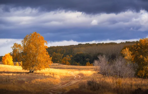 Road, autumn, forest, tree, trail, red foliage, Orenburzhye