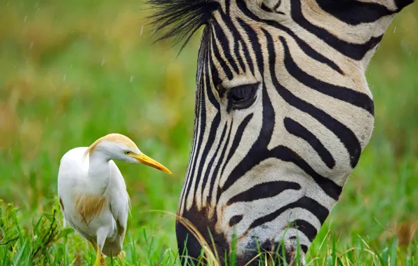 Picture face, close-up, animal, bird, green grass, Zebra, close-up, bird