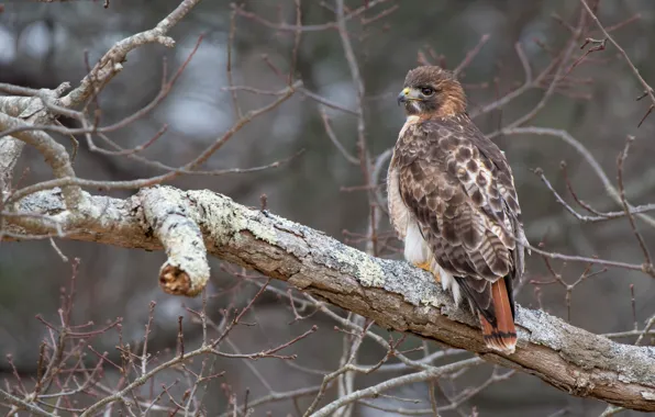 Branches, background, tree, bird, hawk, Buzzard