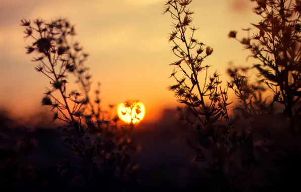 The sun, Field, Dawn, Light, Landscape, Sun, Dawn, Golden