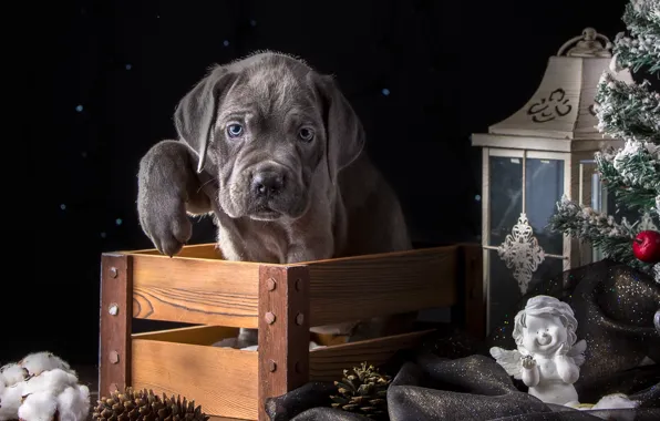 Holiday, spruce, angel, paws, lights, puppy, box, cane Corso