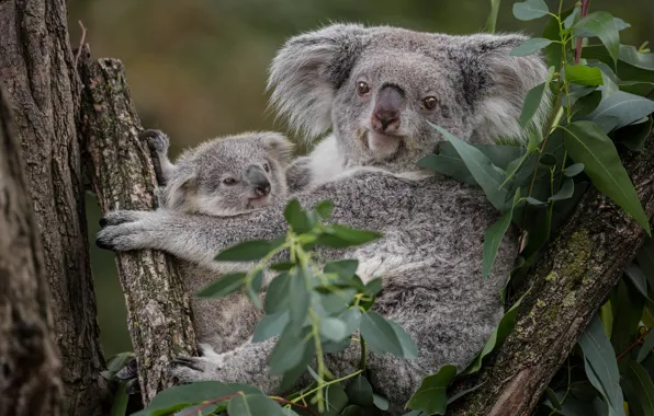 Picture leaves, trees, two, pair, cub, mom, Koala