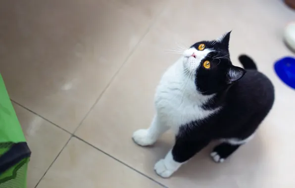 Cat, cat, look, black and white, tile, kitchen, is, view