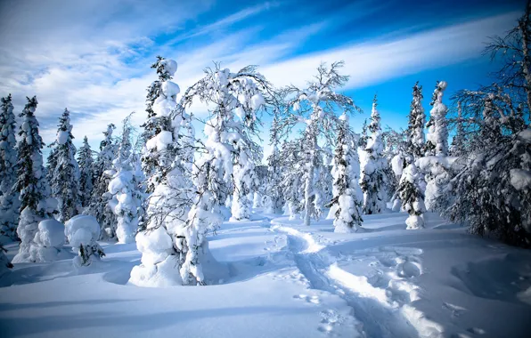 Winter, forest, snow, trees, traces, path, Finland, Finland