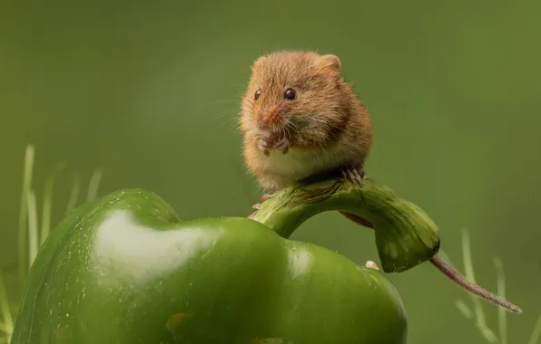 Green, mouse, mouse, pepper, green background, Bulgarian, the mouse is tiny