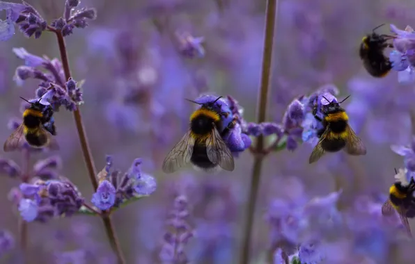 Field, bumblebees, flowers, bees