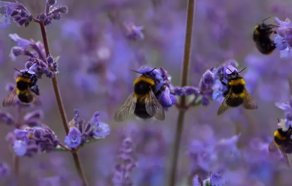 Picture field, bumblebees, flowers, bees