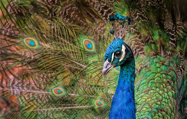 Bird, portrait, feathers, tail, peacock