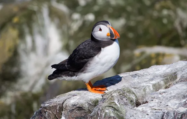 Look, pose, stones, rocks, bird, height, stalled, blurred background
