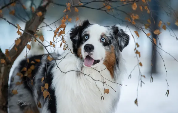 Face, branches, dog, tree, Australian shepherd, Aussie, Svetlana Pisareva