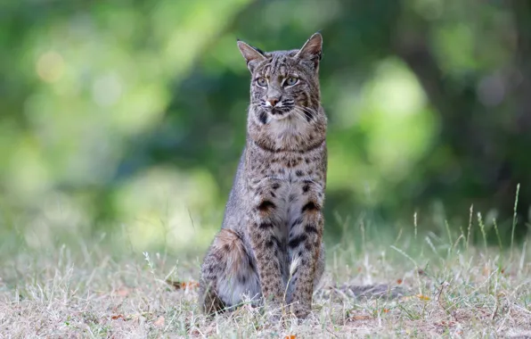 Summer, grass, look, nature, pose, background, lynx, sitting