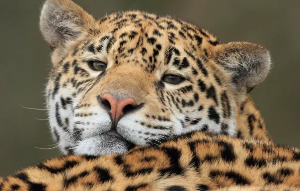 Face, predator, Jaguar, wild cat